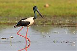 Black-necked Storkborder=